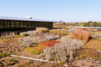 PHOTO: green roof gardening