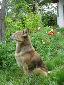 PHOTO: Dog in the garden.