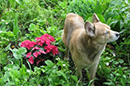 PHOTO: Dog in the garden.
