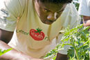 PHOTO: working a raised bed