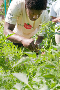 PHOTO: getting local produce from a market stand