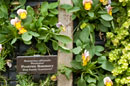 PHOTO: Vertical herb garden