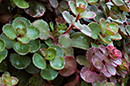 PHOTO: A succulent wall planting.