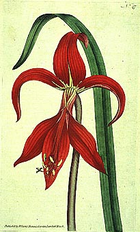 Botanical Illustration