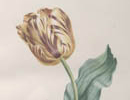 ILLUSTRATION: Tulip by Henriette Vincent