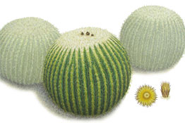 PHOTO: Echinocactus grusonii
