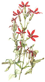 PHOTO: Silene regia