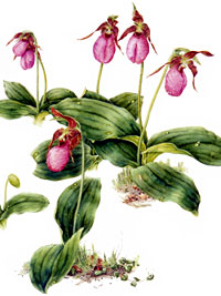 PHOTO: Cypripedium acaule