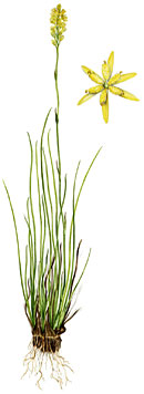 PHOTO: Northecium americanum