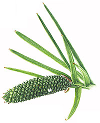 PHOTO: Wollemia nobilis