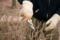 PHOTO: Volunteering at the Garden
