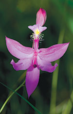 Give the gift of the Garden to those you cherish.