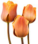 PHOTO: tulips