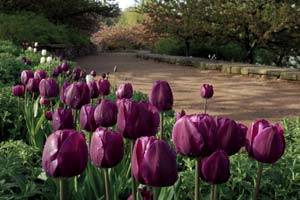 Membership:tulips