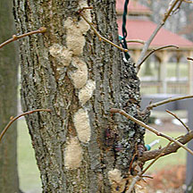 PHOTO: gypsy moth damage