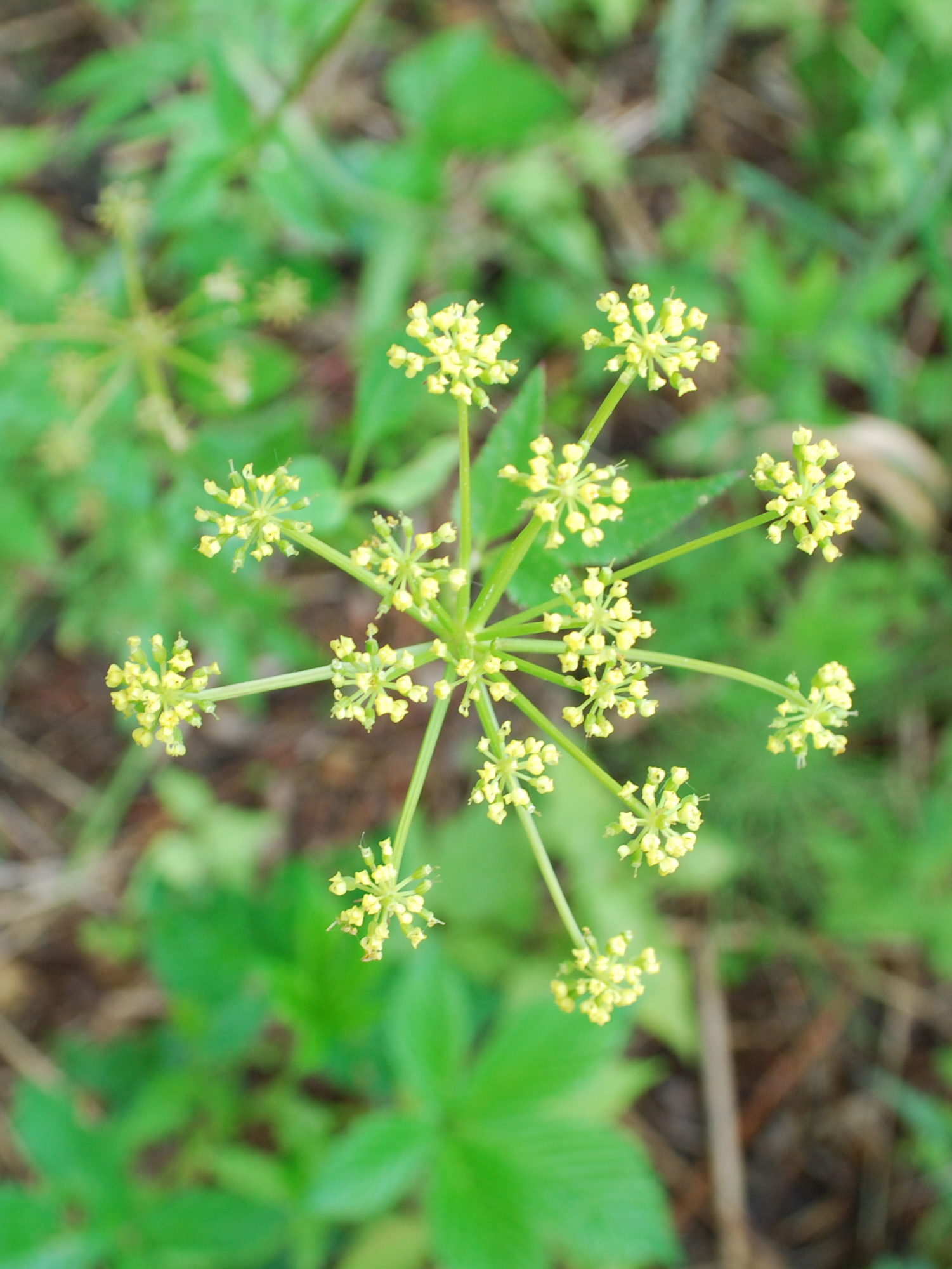 Wild parsnip (Pastinaca sativa) bloom closeup