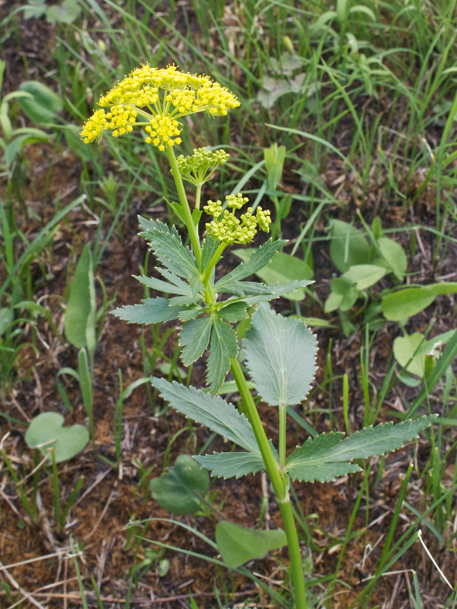 Wild parsnip (Pastinaca sativa) plant in situ
