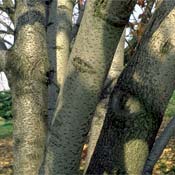 PHOTO: ash bark