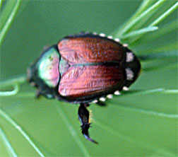 PHOTO: japanese beetle