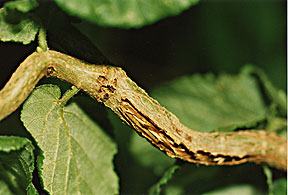 PHOTO: cicada scarring on tree limbs