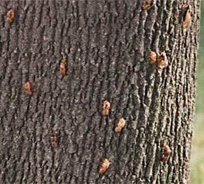 PHOTO: cicada husks on bark