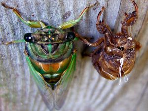 PHOTO: annual cicada reborn