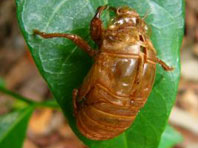 The 17 year cicadas