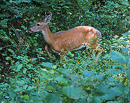 PHOTO: white-tailed deer