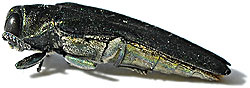 PHOTO: emerald ash borer