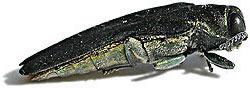 PHOTO: emerald ash borer