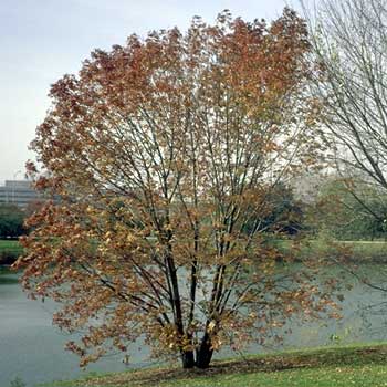 PHOTO: White Ash