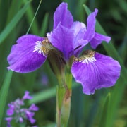 PHOTO: bearded iris