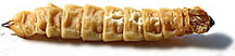  PHOTO: larvae