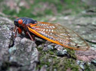 The 17 year cicadas