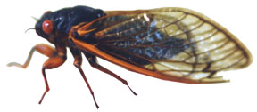 PHOTO: cicada
