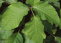 PHOTO: poison ivy