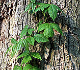 PHOTO: poison ivy