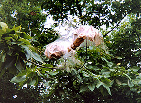 PHOTO: web worm nest