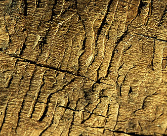 PHOTO: ash bark damage