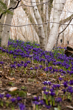 PHOTO: Early spring irises make a blue carpet under whitespire birches.