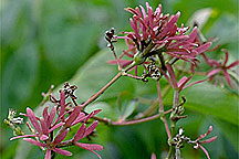 PHOTO: seven son flower
