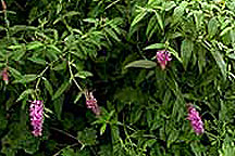 PHOTO: butterfly bush