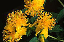 PHOTO: st. johnswort