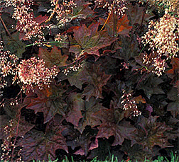 PHOTO: heuchera