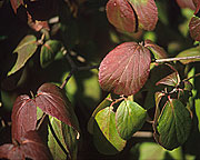 PHOTO: Judd viburnum (fall)
