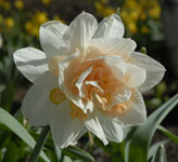 PHOTO: double replete narcissus