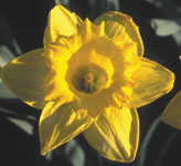 PHOTO: narcissus "holland sensation"