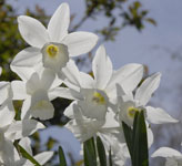 PHOTO: Narcissus 'Thalia'