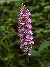 PHOTO: purple fringed orchid