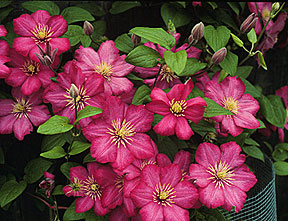 PHOTO: clematis